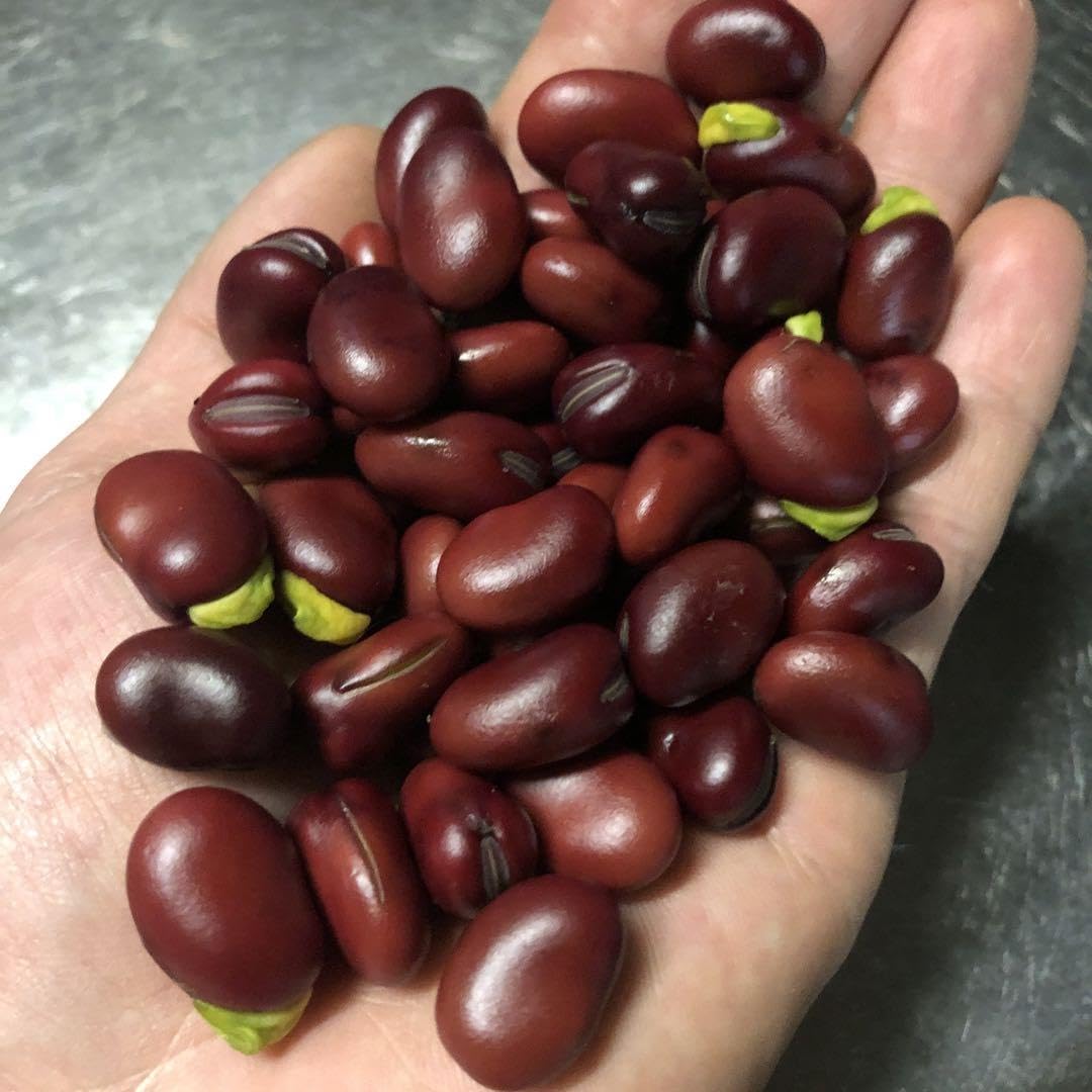 Amazon.co.jp: ミニ赤そら豆 種 15粒 固定種 自然栽培 自家採種 : DIY